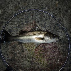 初冬のエビ撒き釣り　最後にハネ