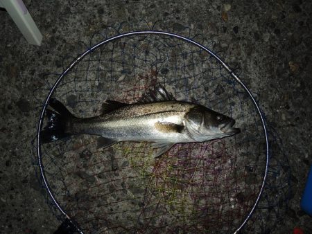 初冬のエビ撒き釣り　最後にハネ