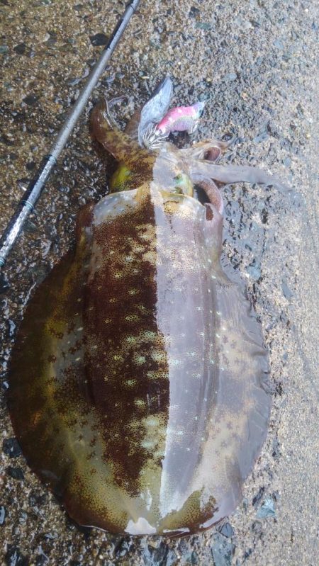 これがあるからやめられない❗…