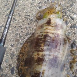 3回連続第1投目ヒット~⤴️