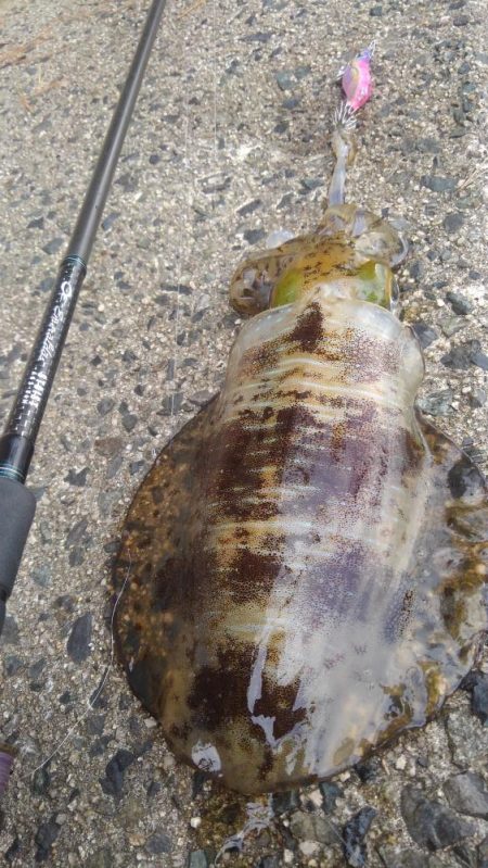 3回連続第１投目ヒット～⤴&…