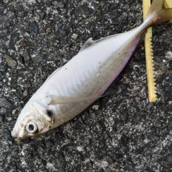 尺アジ！！大サバ！！