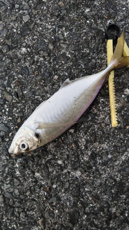 尺アジ！！大サバ！！