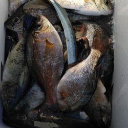 なんちゃってカゴ釣り