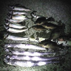 大サバ居ました!