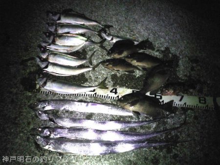 大サバ居ました！