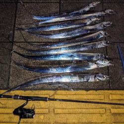 どじょうテンヤ強い