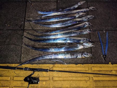 どじょうテンヤ強い