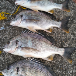 キビレは底でステイで爆釣