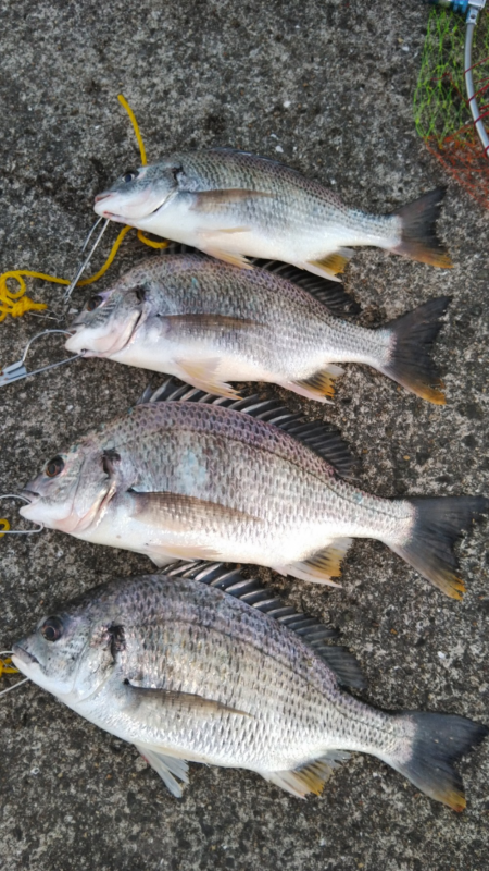 キビレは底でステイで爆釣