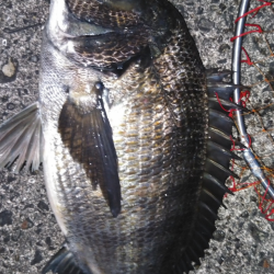 久しぶりのチヌの強烈な引き！