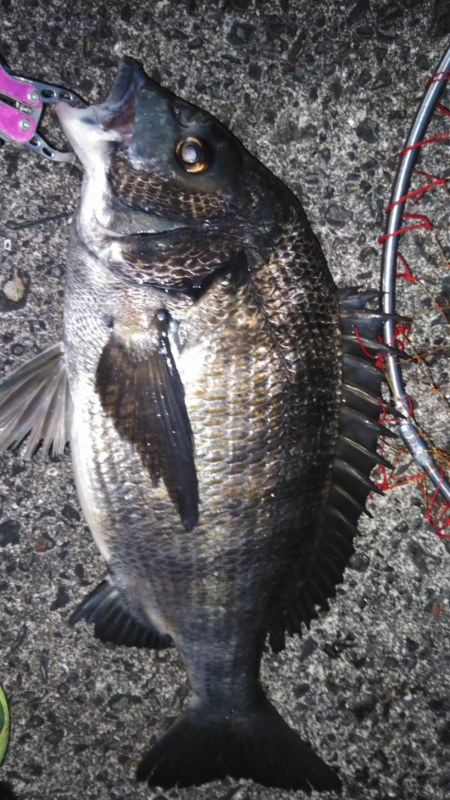 久しぶりのチヌの強烈な引き！