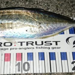 メバル狙いのはずが・・・