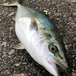 飲ませ釣りでハマチ