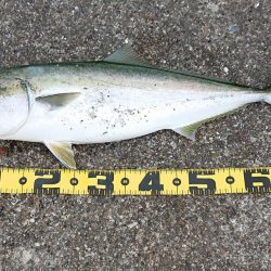 飲ませ釣り終盤戦