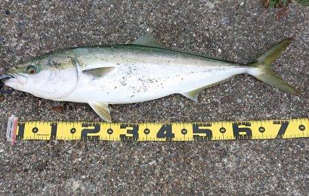 飲ませ釣り終盤戦