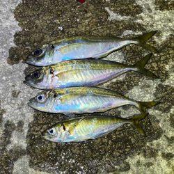デカアジ渋いけど豆アジで数稼ぎ