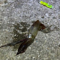 ヒイカ終了！？の後はメバル調査！翌日ショアジギング