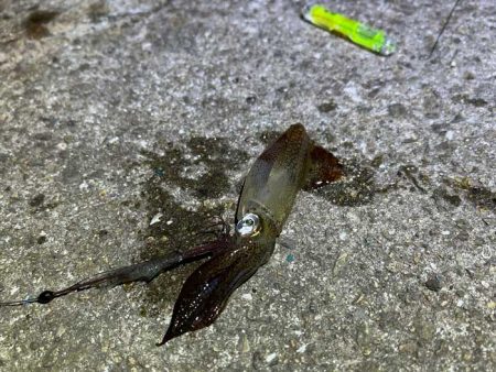 ヒイカ終了！？の後はメバル調査！翌日ショア…