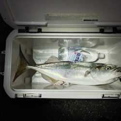 カタクチにメジロがついて来た。