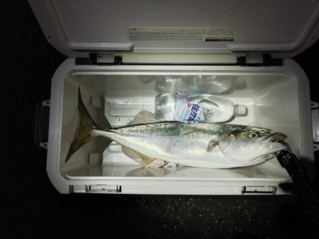 カタクチにメジロがついて来た。