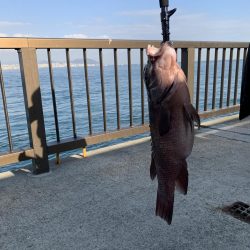 先週に続きコブダイ釣り