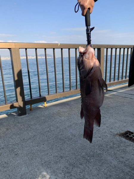 先週に続きコブダイ釣り