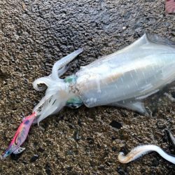 大潮&朝まずめの恩恵