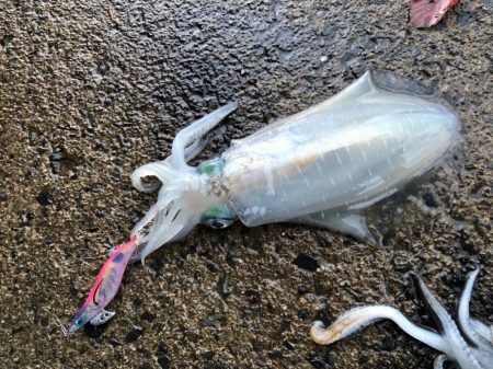 大潮&朝まずめの恩恵