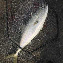 体高の良いメジロ