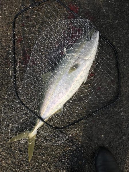 体高の良いメジロ