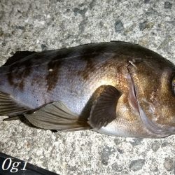 エビ撒き釣りで21㎝含む5匹のメバル