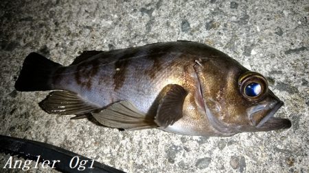 エビ撒き釣りで21㎝含む5匹のメバル