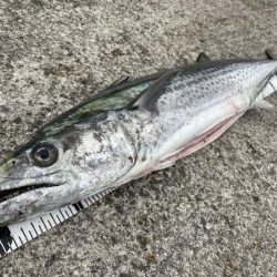 渋い中で久々の特大寒鰆