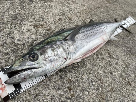 渋い中で久々の特大寒鰆