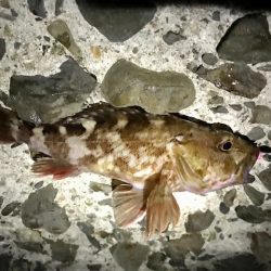 ジグ単でガシラ