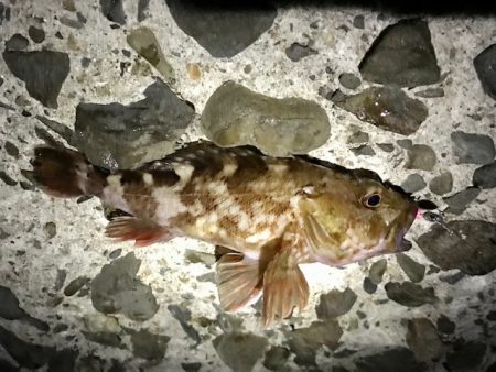 ジグ単でガシラ