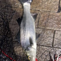 アジングのはずがシーバス狙い