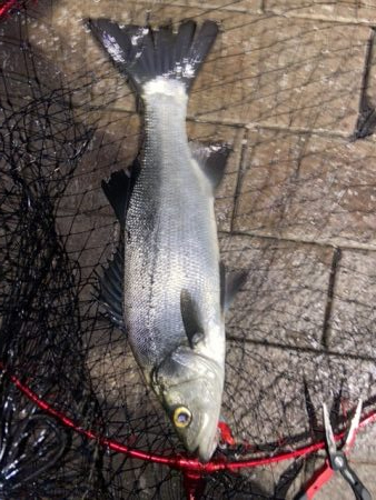 アジングのはずがシーバス狙い