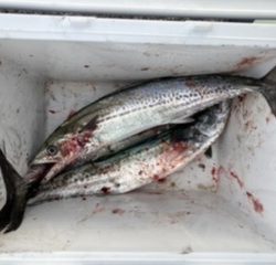 ショアジギング