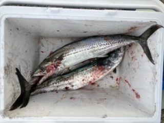 ショアジギング