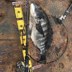 冬のヘチ釣り 釣果は夏レベル