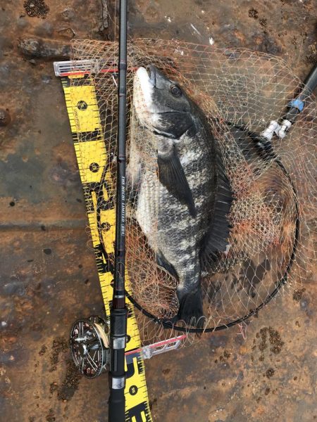 冬のヘチ釣り 釣果は夏レベル