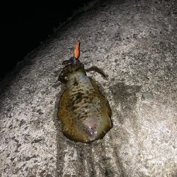 ナイトゲームでアオリイカ