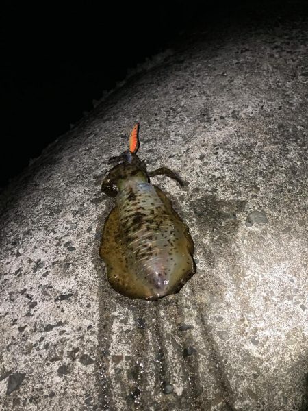 ナイトゲームでアオリイカ