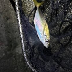 アジ1匹でやんす