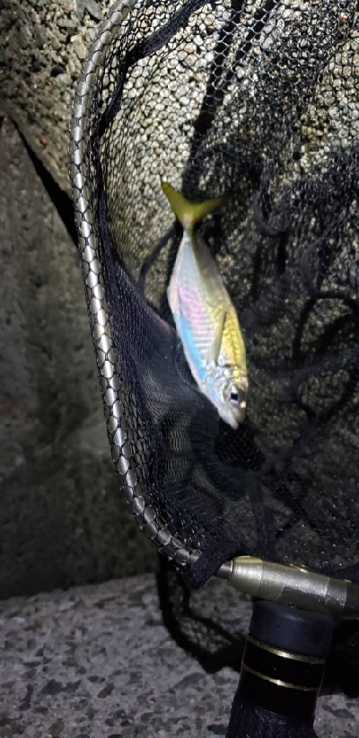 アジ1匹でやんす