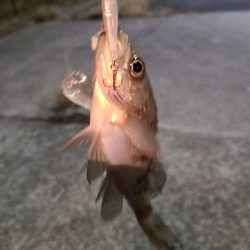 本年最後、釣り納め