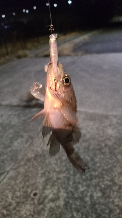 本年最後、釣り納め