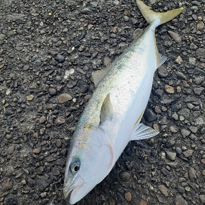 ギリメジ!ブリいった思たのに!